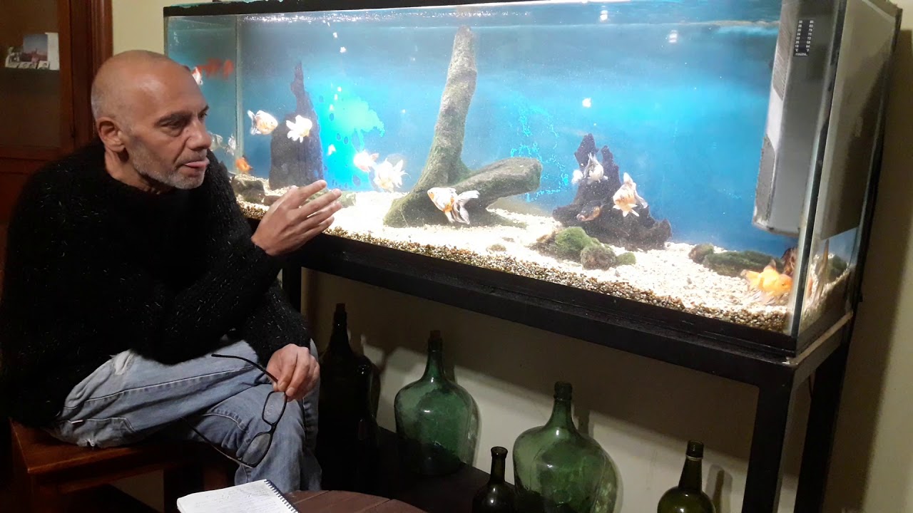 El acuario de Goldfish