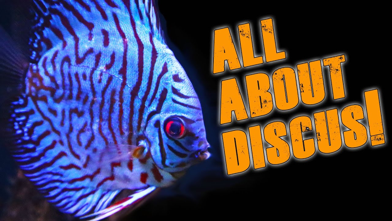 Discus fish - the basics.