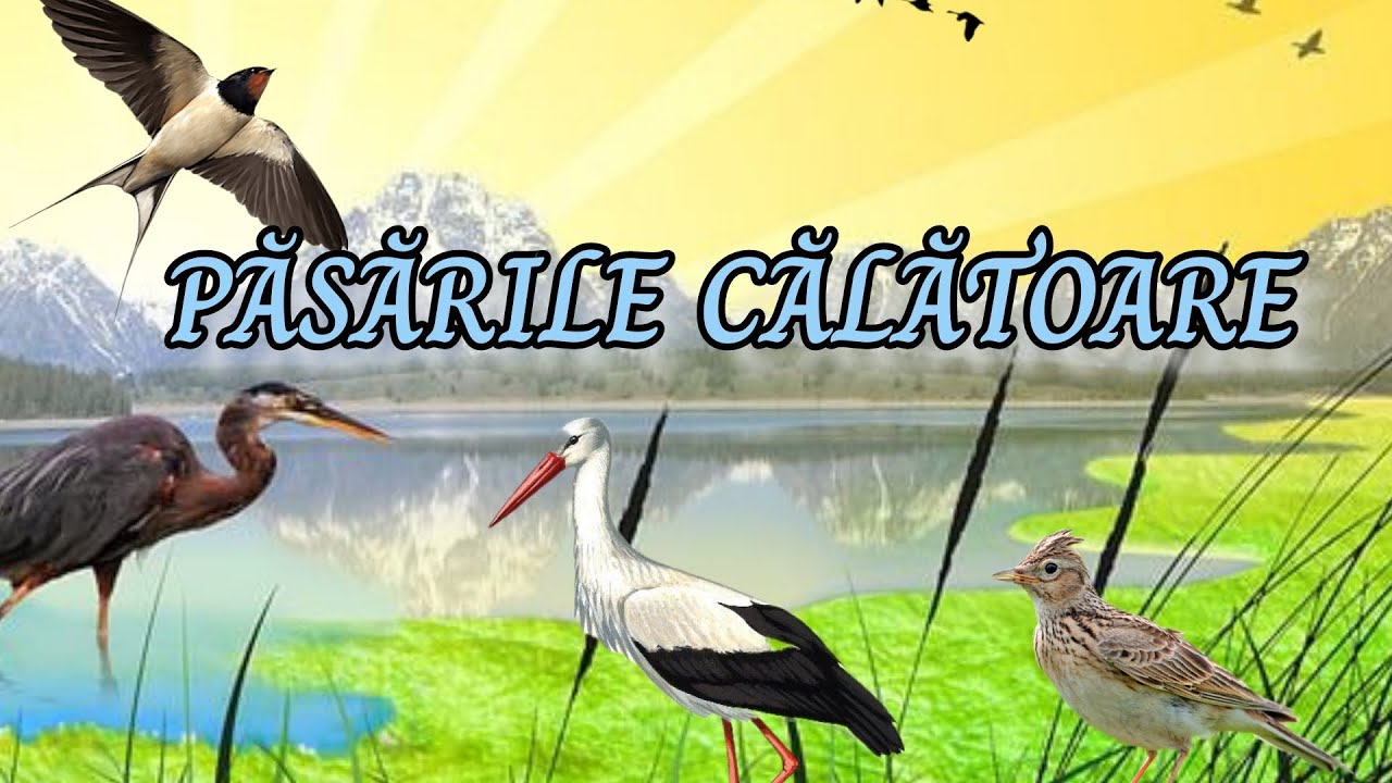 Păsările călătoare|| r&acirc;ndunica| barza| st&acirc;rcul| mierla| cucul| sturzul| cioc&acirc;rlia|| cunoașterea med.