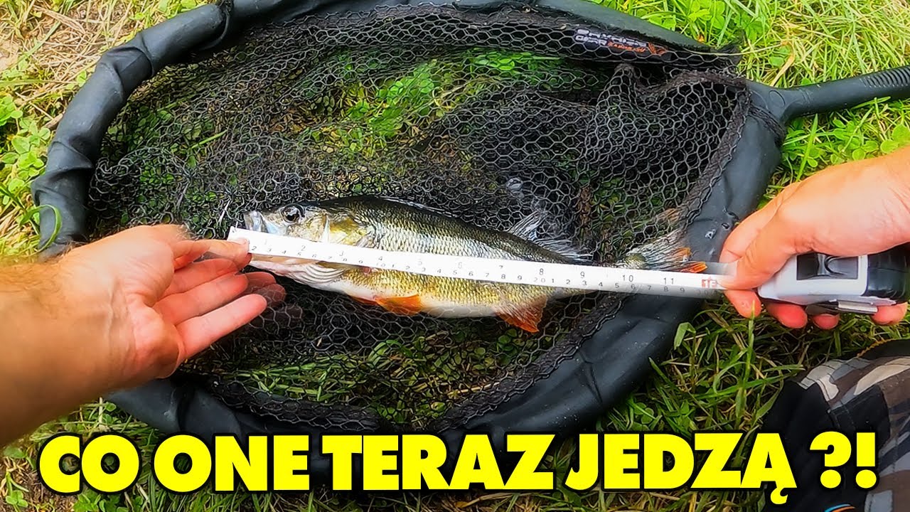 DOPASUJ SIĘ do NATURALNEGO POŻYWIENIA RYB !