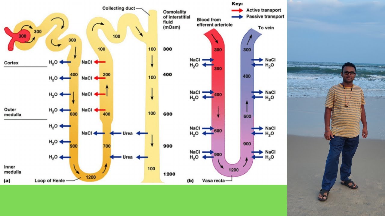 Understanding the Loop of Henle.L9