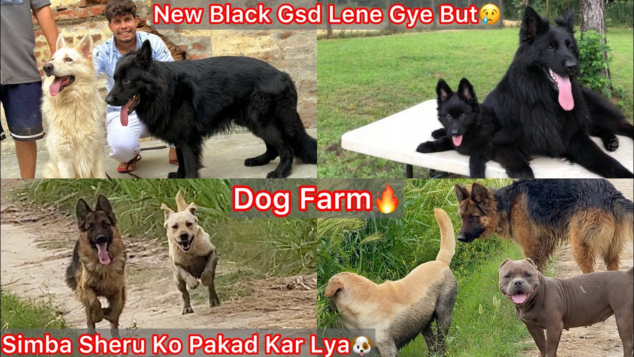 Farm Par Dogs Ki Masti😍Simba Sheru Ko Laya Pakad Kar🔥|| New Z Black Gsd Puppy Lene Gye🐶