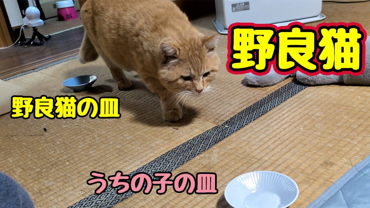 すごい食欲&hellip;【野良猫】