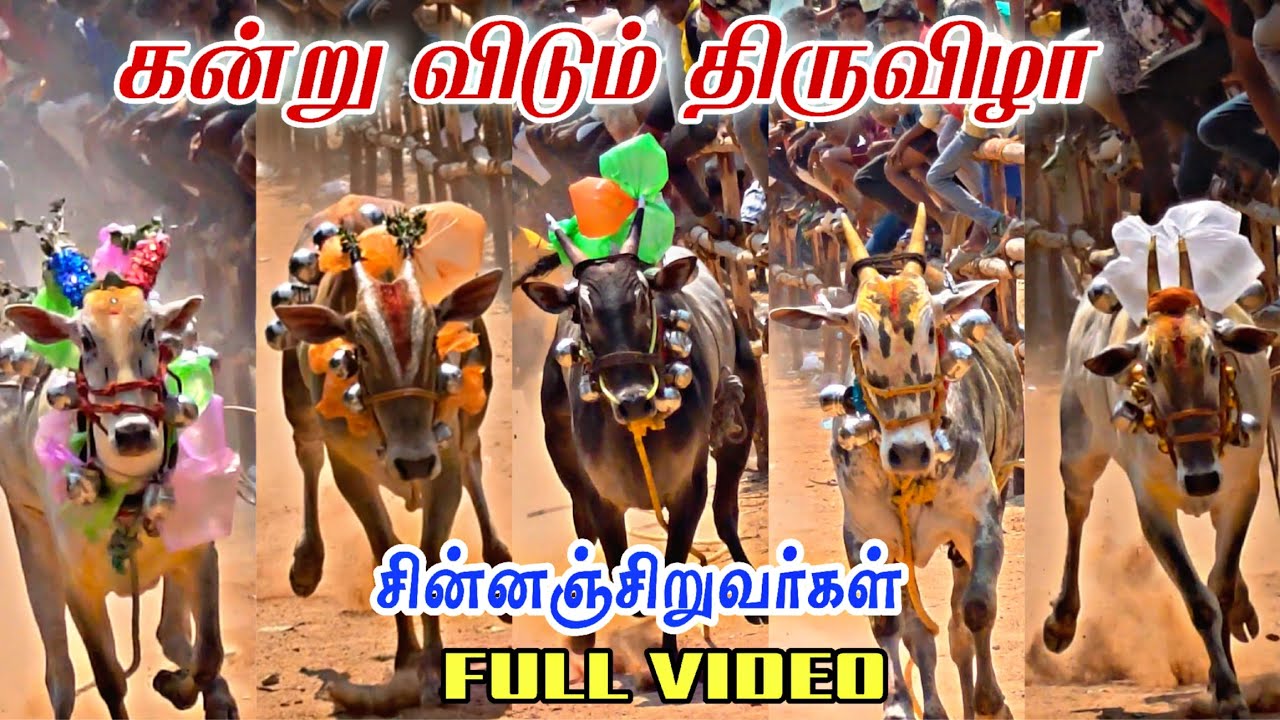 🔖கன்றுவிடும் திருவிழா Full video|| கொண்டப்பனாயனப்பள்ளி எருதுக்கட்டு full 📸 video #voiceofmaran#fypシ 