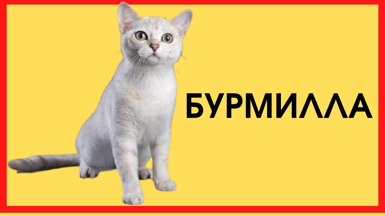 БУРМИЛЛА
