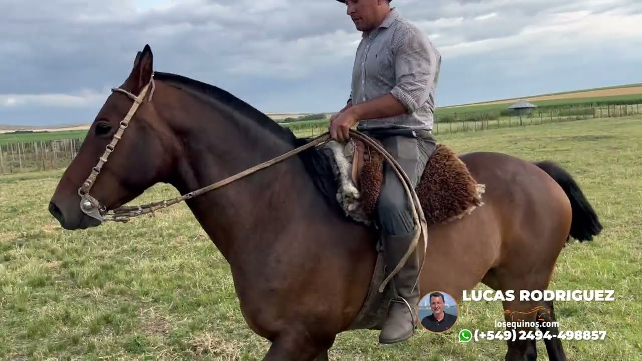 CABALLO ZAINO MANSO Y FUNCIONAL $3.600.000 LOSEQUINOS.COM