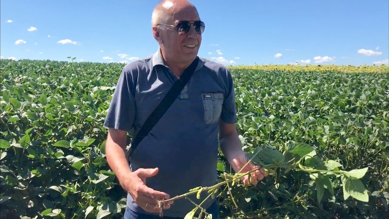 Особенности защиты сои