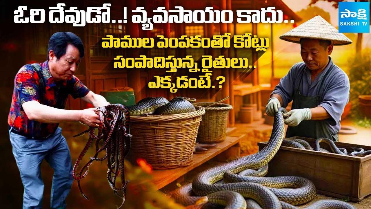 Shocking! This Village Doesn’t Grow Crops—They Farm Deadly Snakes! China’s Secret Snake Empire.