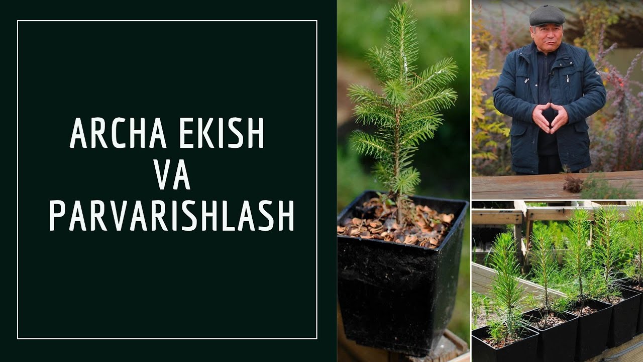 Archa Ekish Va Parvarishlash