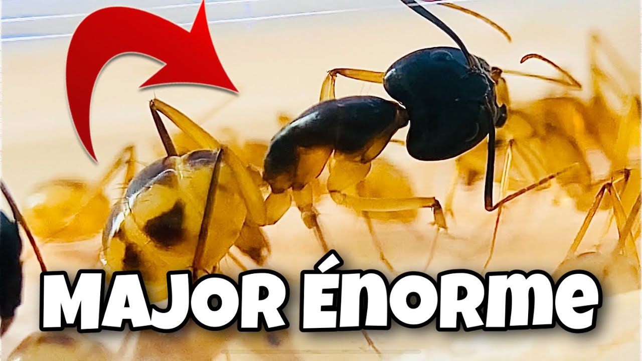 Camponotus Maculatus #3 NOUVEAU SETUP & GROSSE ÉVOLUTION