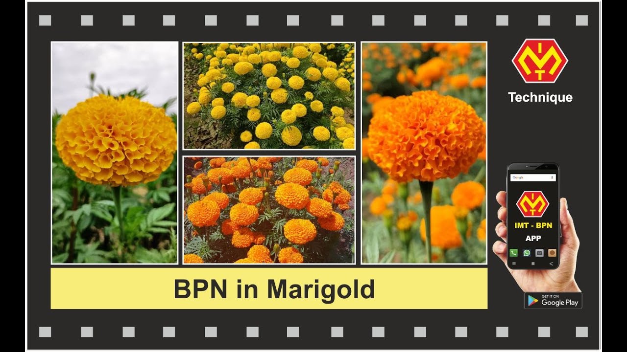 BPN in Marigold #marigoldfarming #fertilizer #agriculturevideos #farmingvideos
