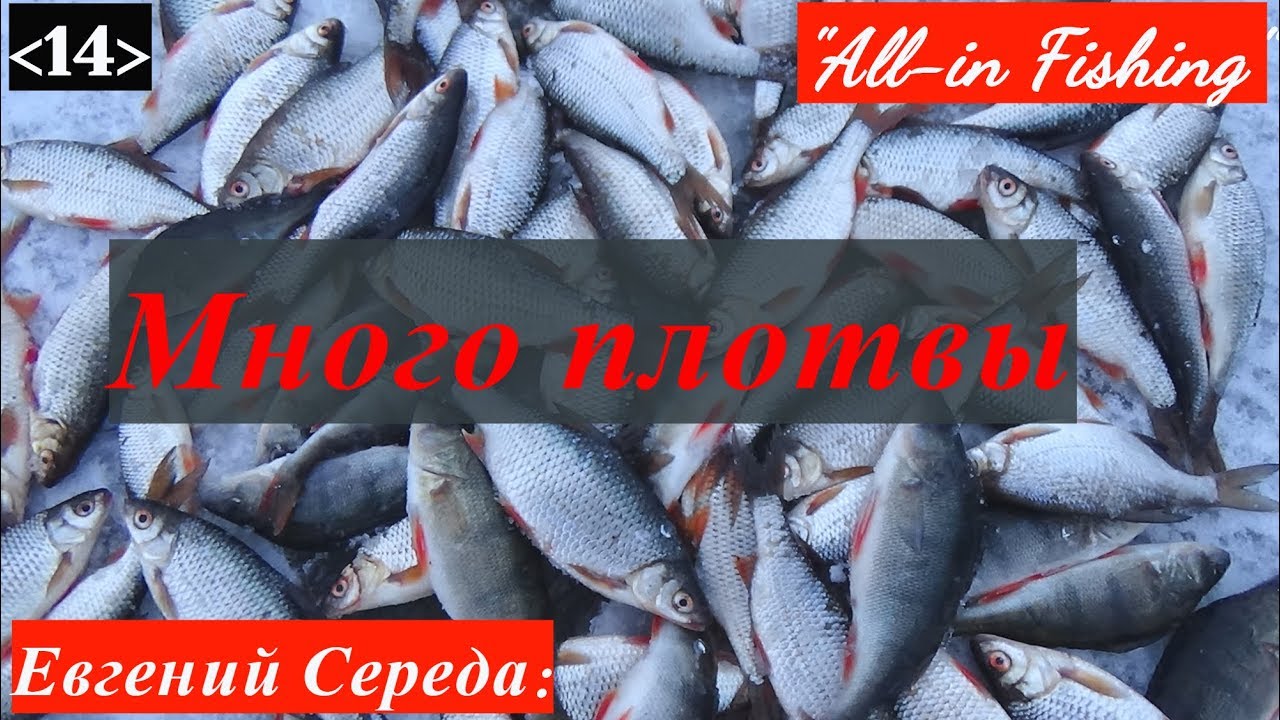 Много плотвы. 