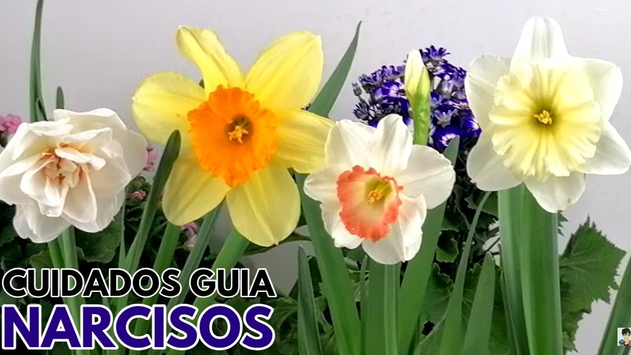 narcisos  cuidados  CHUYITO JARDINERO