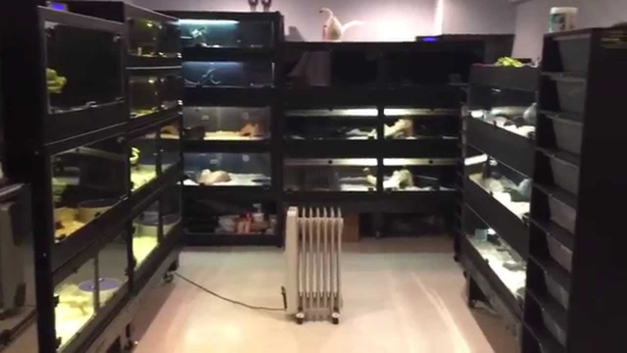 Snake Room June 2015