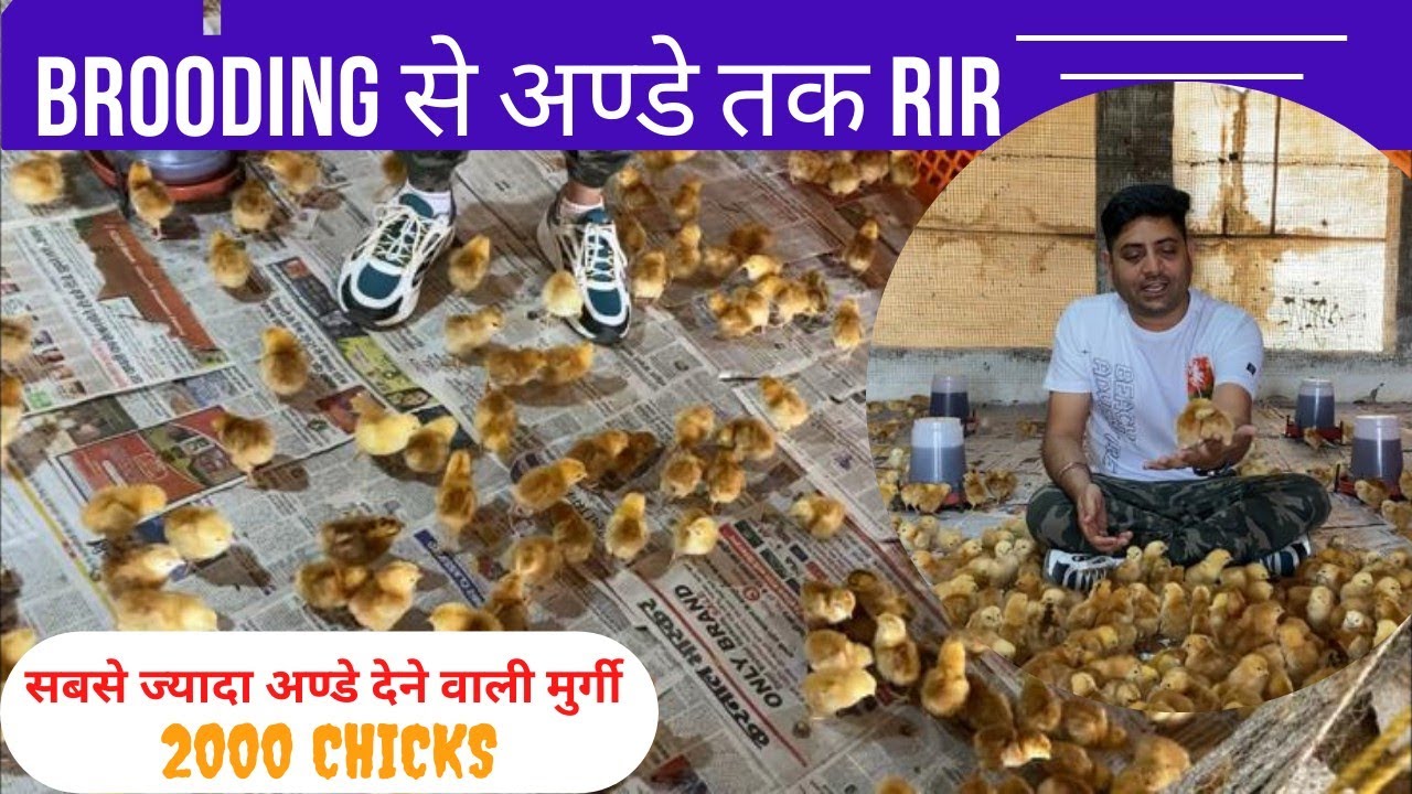 RIR मुर्गी में कितना खर्चा कितने अण्डे | 2000 chicks की brooding से vaccination तक की जानकारी @RIR
