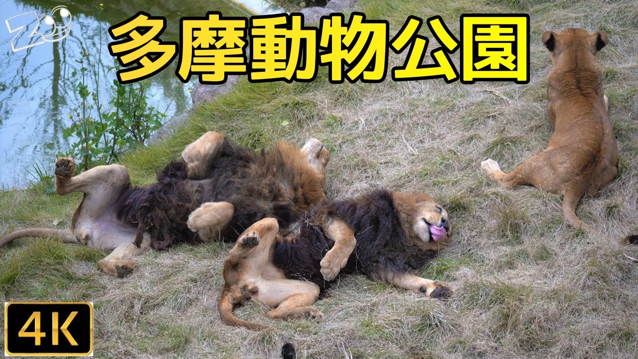 【ライオン】仲良しオスライオン　多摩動物公園【Lion】Tama Zoological Park