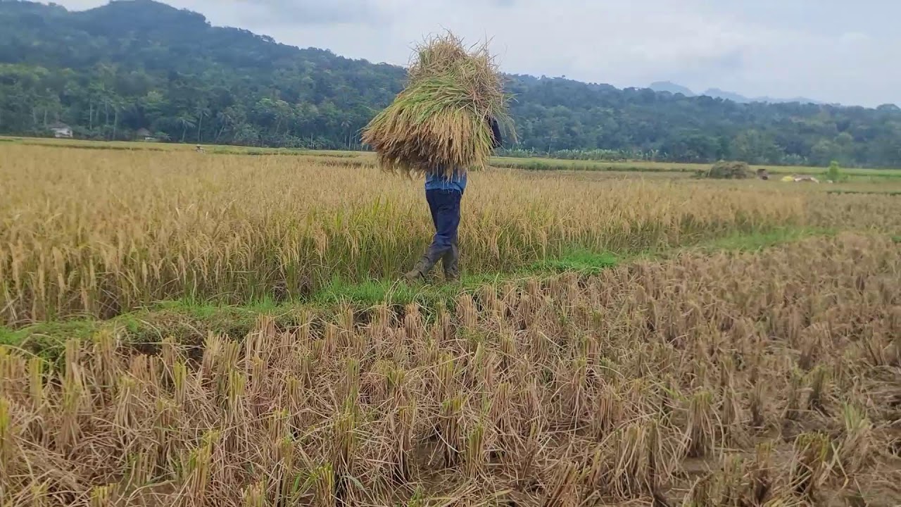 Pure Grain: The Journey from Reaping to Threshing _FarmersLife _Shorts