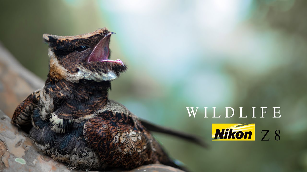 Nikon Z8 Wildlife |  Nikkor 180-600 mm | kerala |