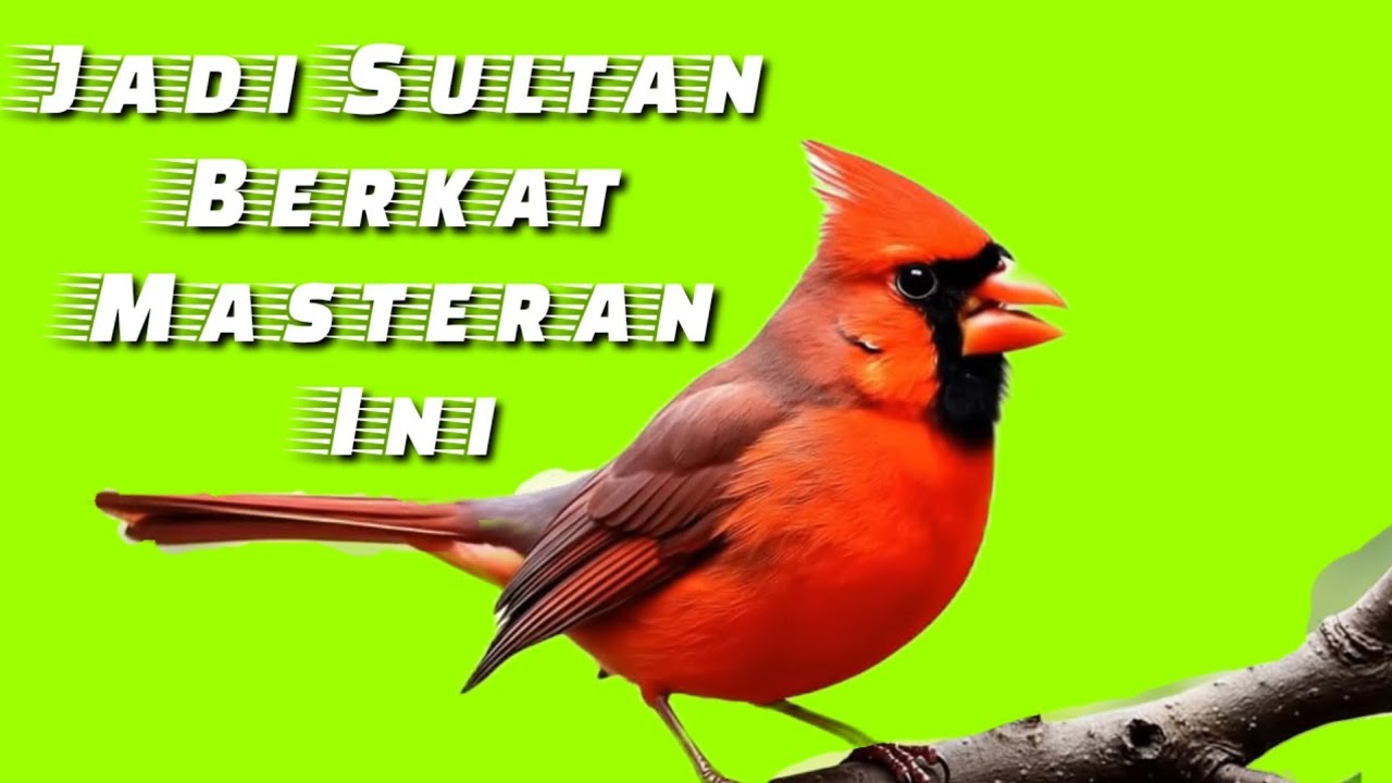 Masteran Sultan Kelas Atas &ndash; Elegan & Mudah Diikuti hasil maksimal