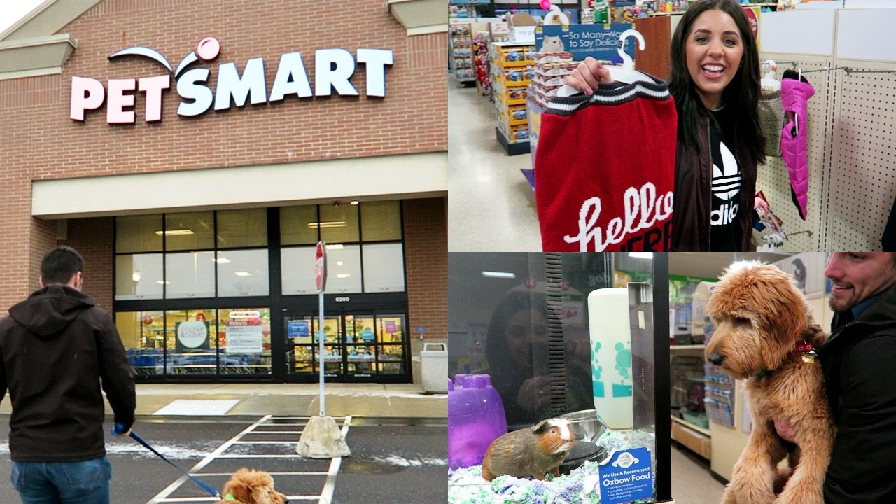 SHOP WITH ME AT PETSMART! WITH MY GOLDENDOODLE PUPPY!