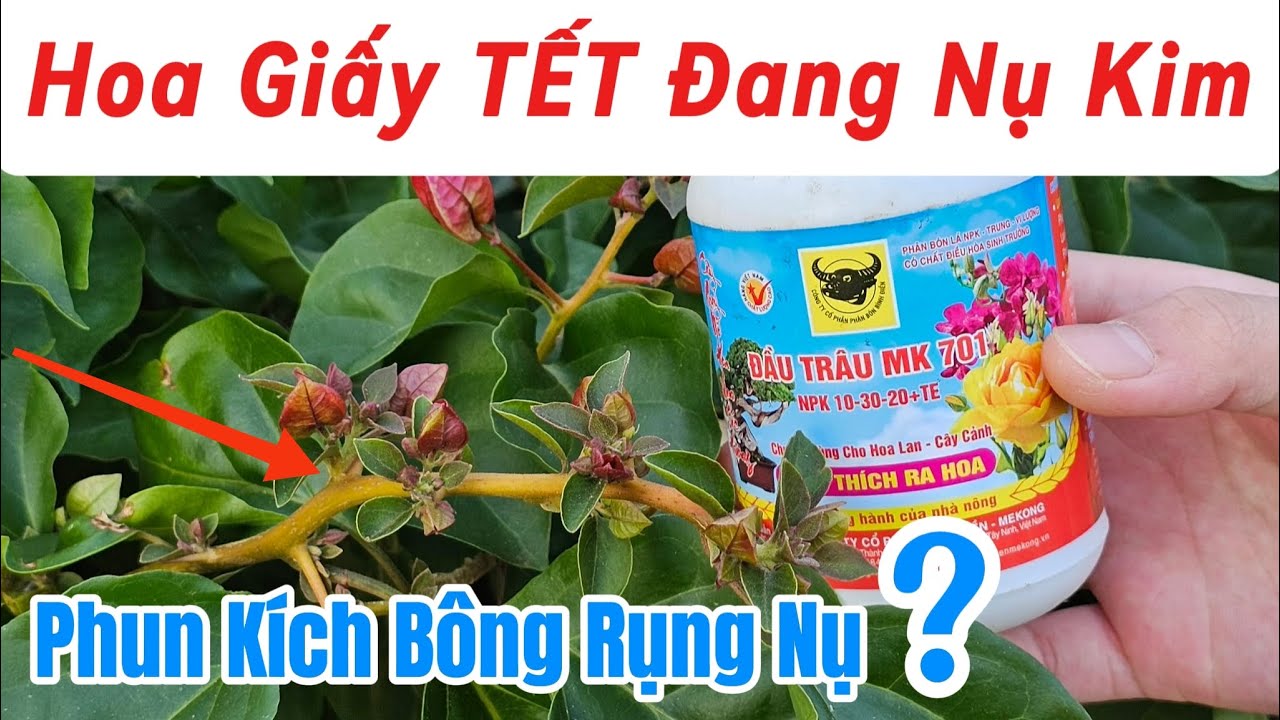 Phun Kích Bông Hoa Giấy TẾT đến khi nào dừng ???