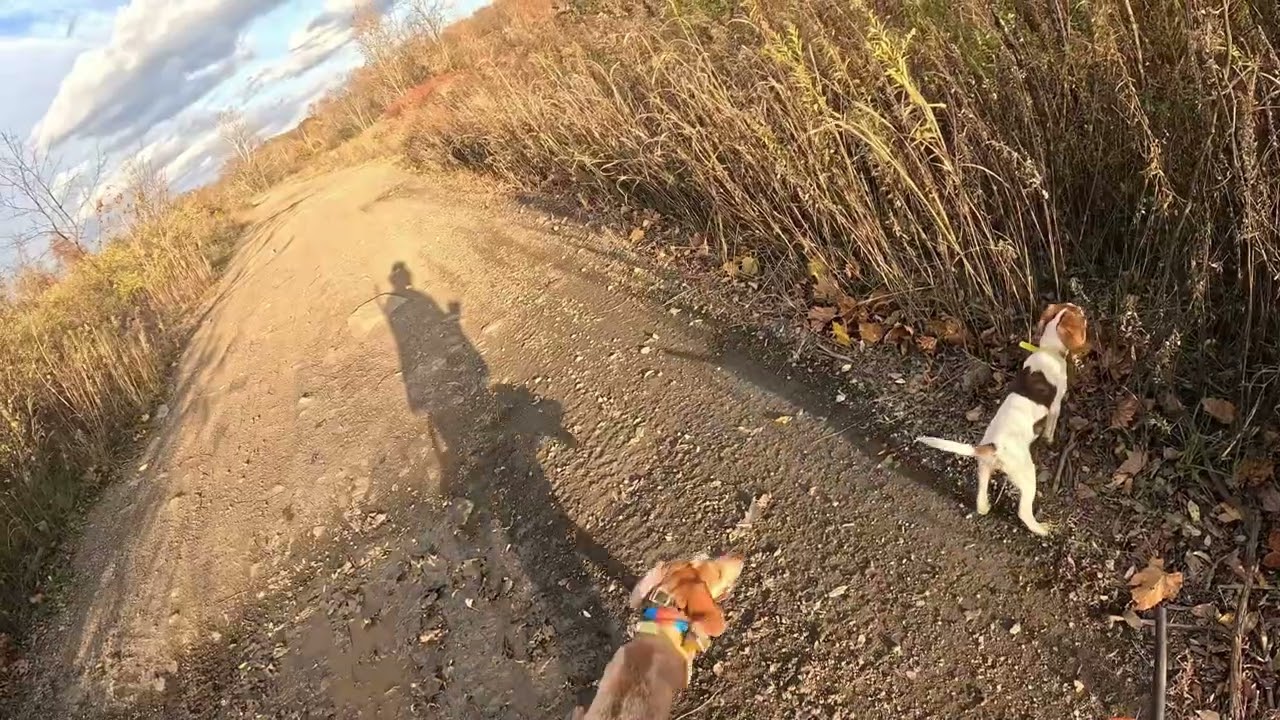 Took the Coon Dog Rabbit Hunting!!