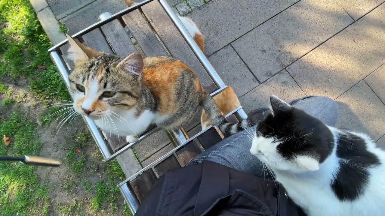 This Tiny Street Kitten Tried to Hide His Pain… 😿💔