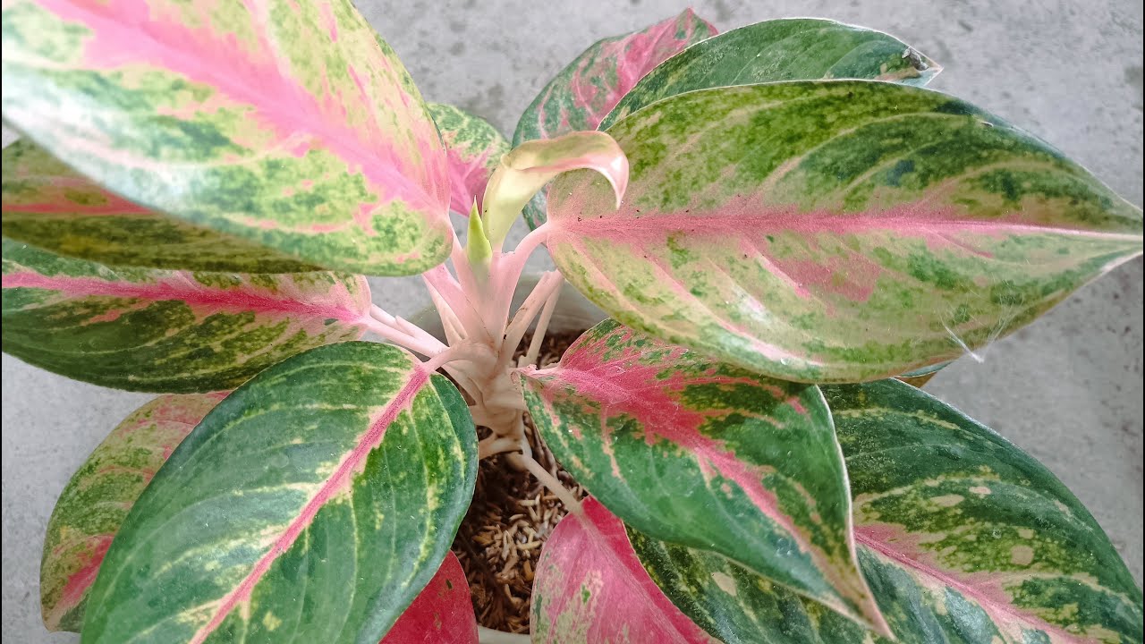 Time for Propagate My Beautiful Aglaonema