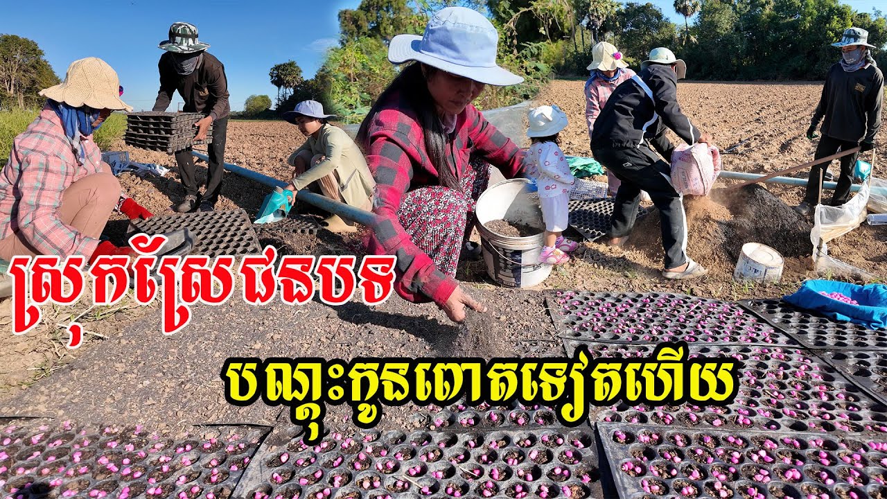 ថ្ងៃនេះមកបណ្ដុះកូនពោតនៅចំការ​ ជុំគ្រួសារក្ដៅតែសប្បាយជីវិតអ្នកស្រែចំការ