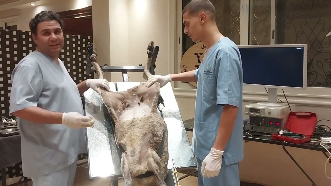 التلقيح الصناعي في الأغنام بالمنظار