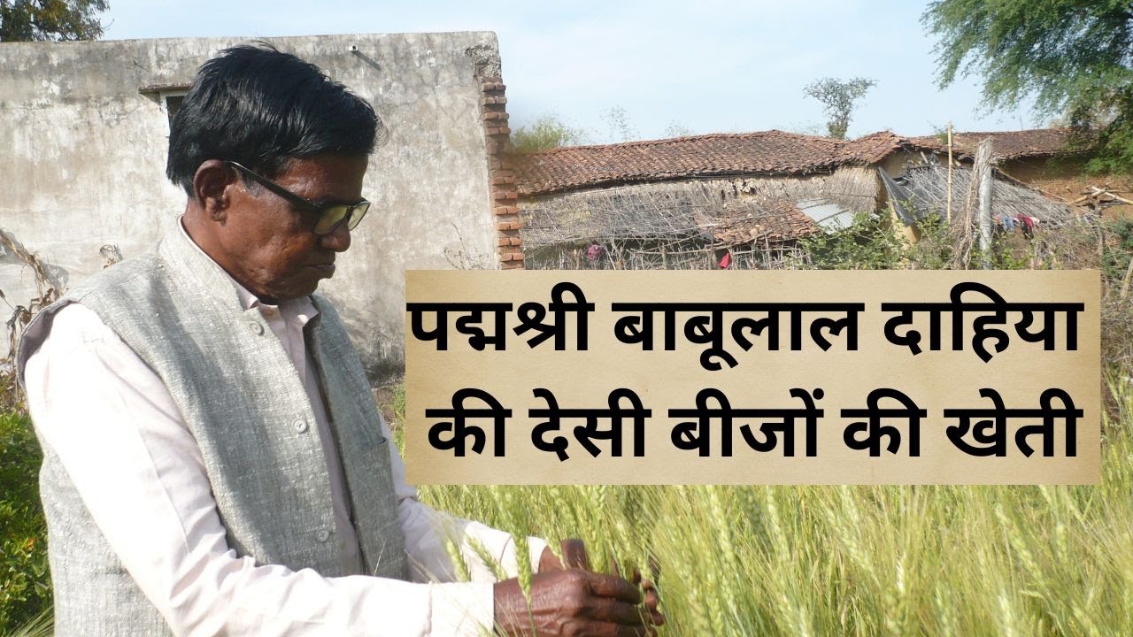 पद्मश्री बाबूलाल दाहिया की देसी बीजों की खेती // Desi Kheti of The Babulal Dahiya