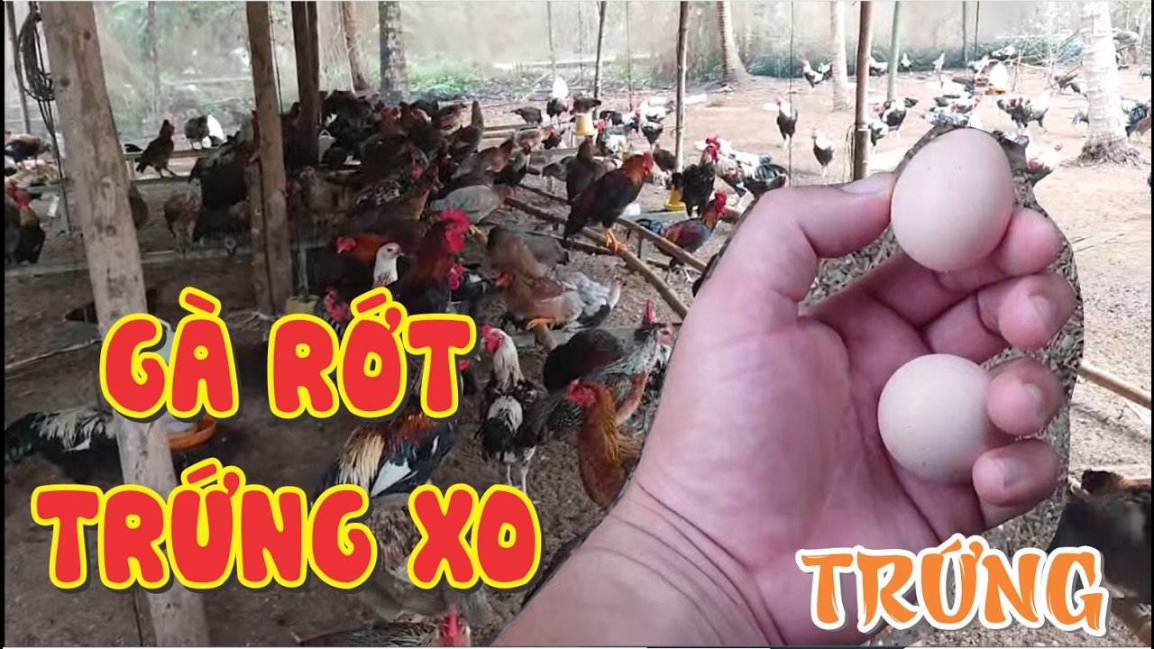 Gà Rớt Trứng Xo