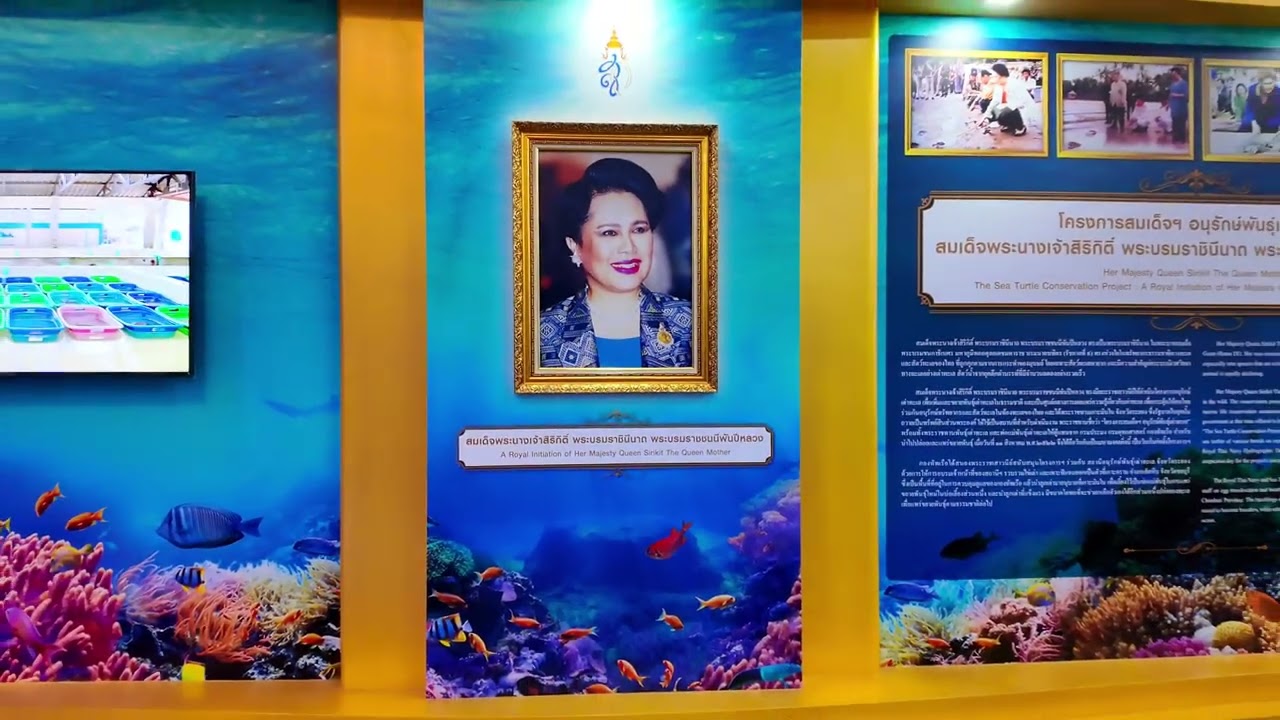 🐢 ศูนย์อนุรักษ์พันธุ์เต่าทะเล กองทัพเรือ สัตหีบ ชลบุรี