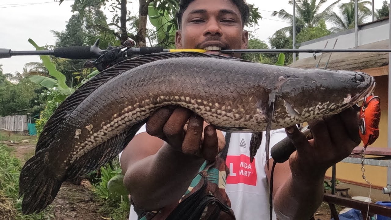 ഈ മീനൊക്കെ എന്റെ rod ഓടിച്ചേനെ 😯 best frog lure for Snakehead fishing | rod and reel, keralafishing 