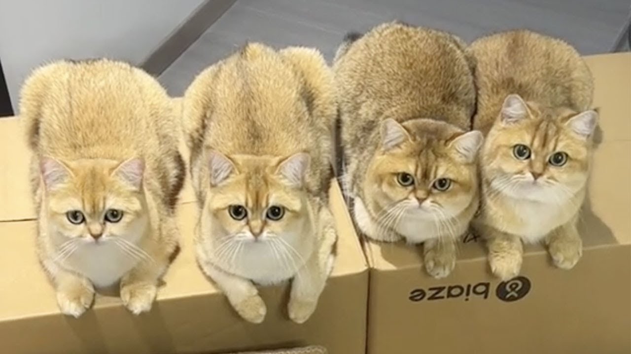 【牛奶是只猫】养猫人退租竟然要赔那么多!看到最后我真的崩溃了😭太心疼了呜呜呜