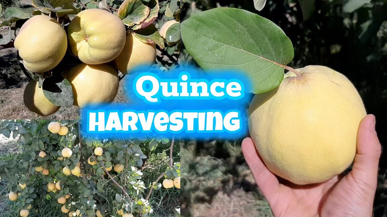 Quince fruit harvesting in a beautiful quince garden
