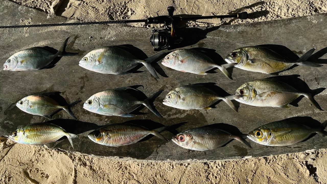 Shimano Soare Ajing Full Line-Up!! Harvest matambaka | 