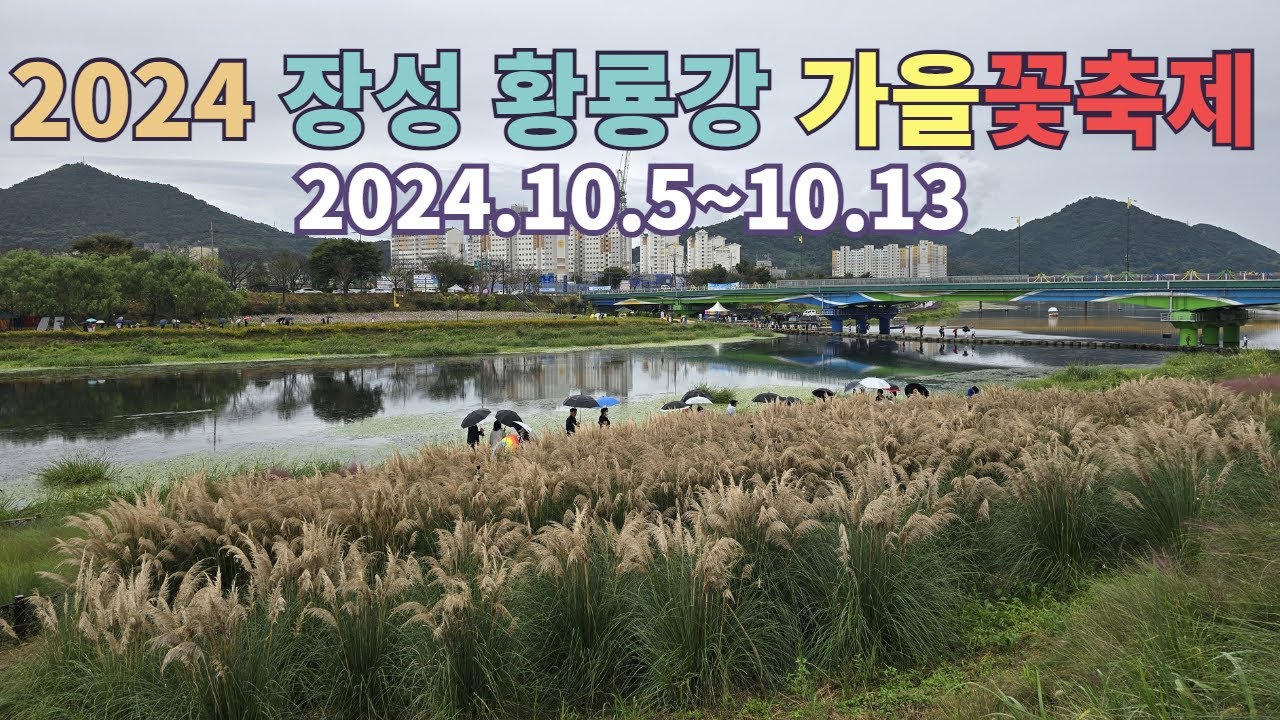 전남 가을 축제, 2024 장성 황룡강 가을꽃축제 10.5~10.13