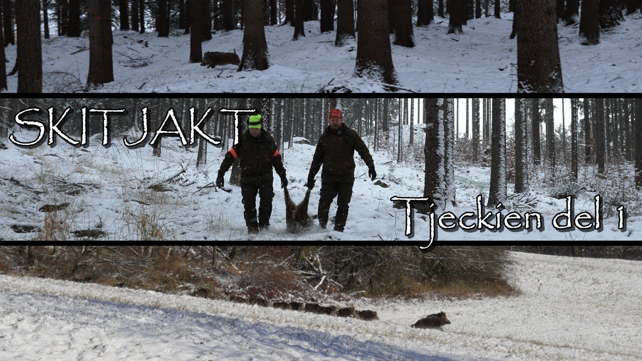 Jakt i Tjeckien Del 1/2 - Drevjakt på Kronhjort, Vildsvin, Dovhjort & Mufflon