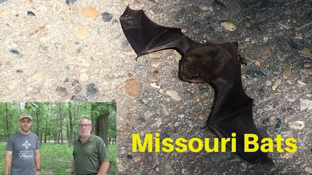 Missouri Bats - Long Branch State Park - Park Travel Review
