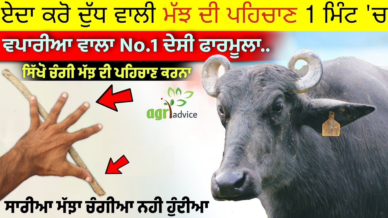 ਚੰਗੇ ਦੁੱਧ ਵਾਲੀ ਮੱਝ ਦੀ ਪਹਿਚਾਣ 1 ਮਿੰਟ 'ਚ &bull; Dudh wali bhains ki pahchan kaise karen