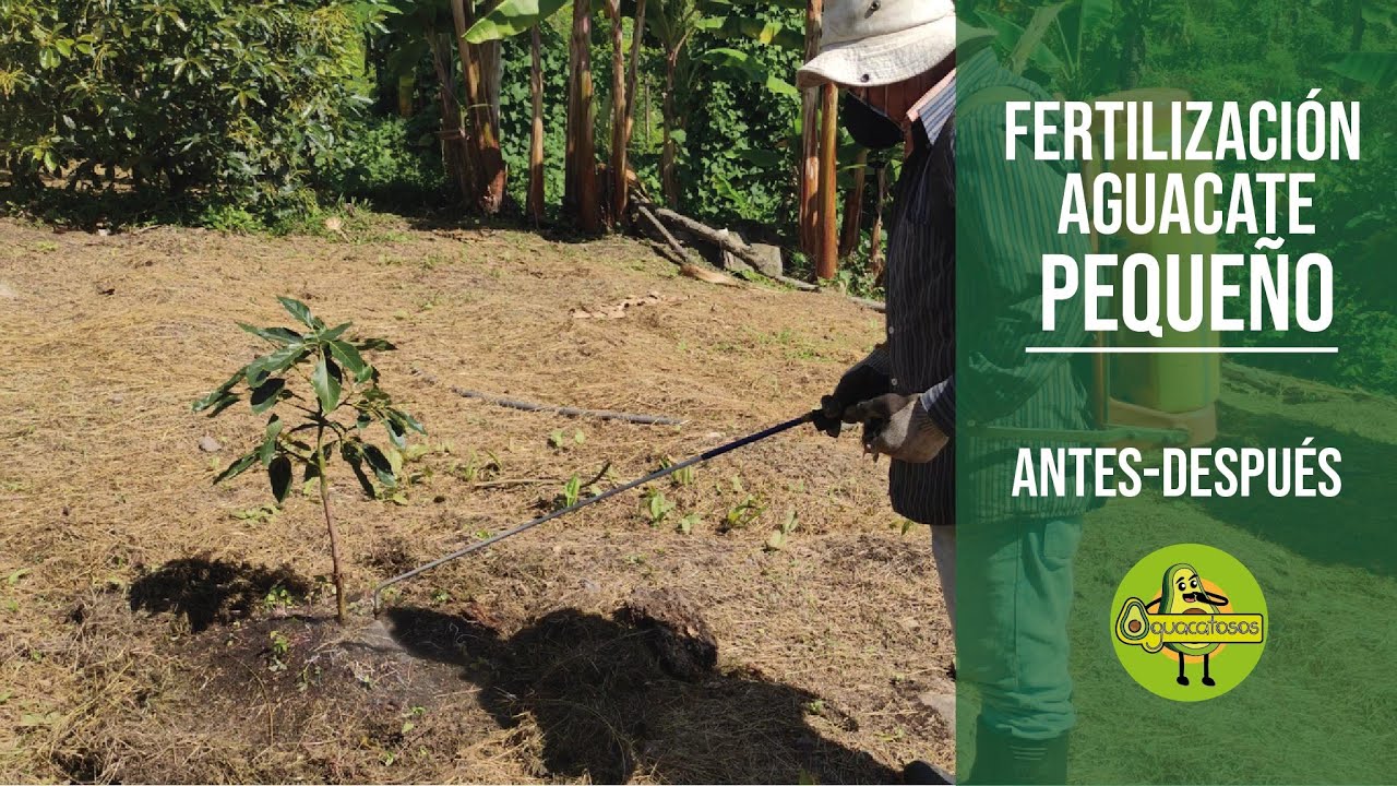 FERTILIZANDO plantas PEQUEÑAS y otras ENFERMAS con productos orgánicos y Bioinsumos