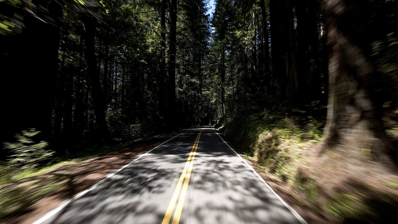 The Avenue of the Giants - northbound | Weott, CA