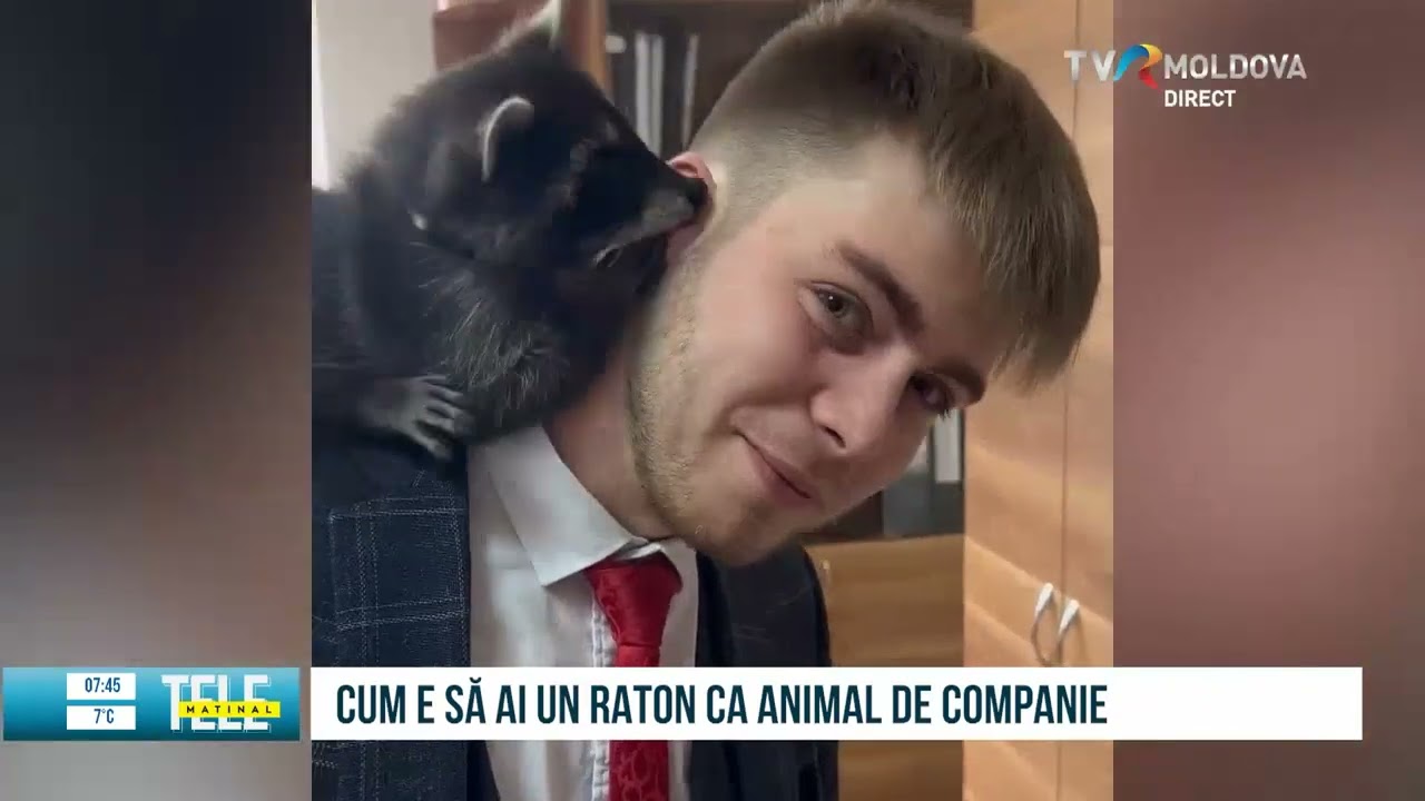 Cum e să ai un raton ca animal de companie