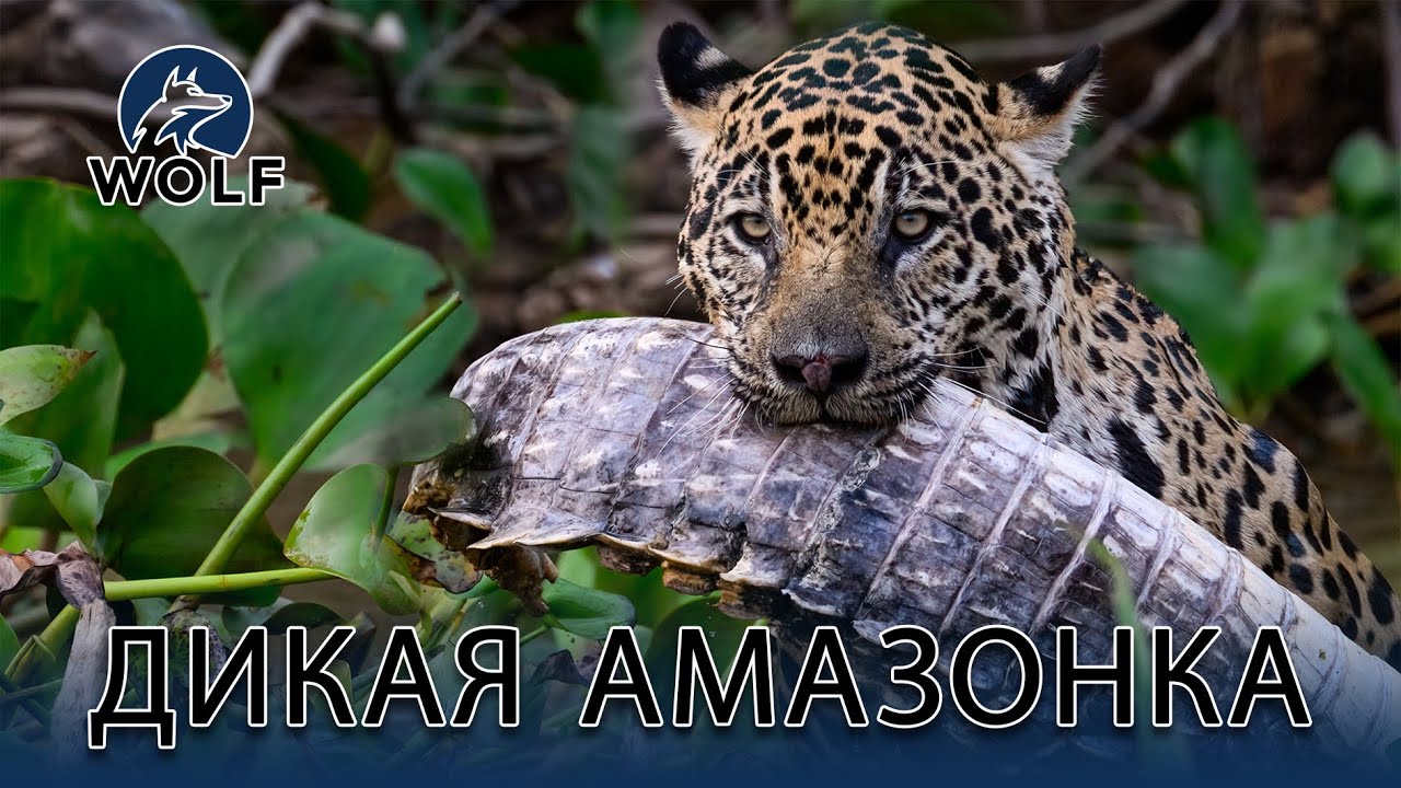 ДИКАЯ АМАЗОНКА | Тайны величайших хищников #дикаяприрода | WOLF