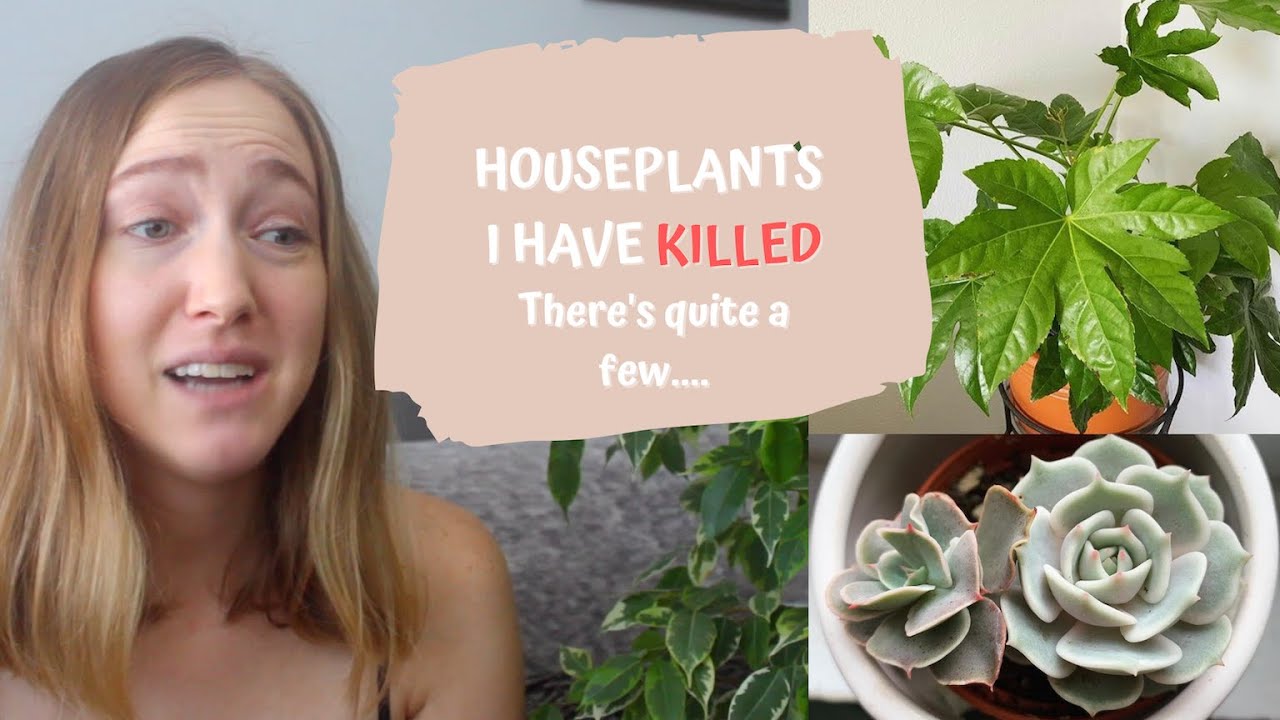 Houseplants I have Killed | Plants I Regret Buying