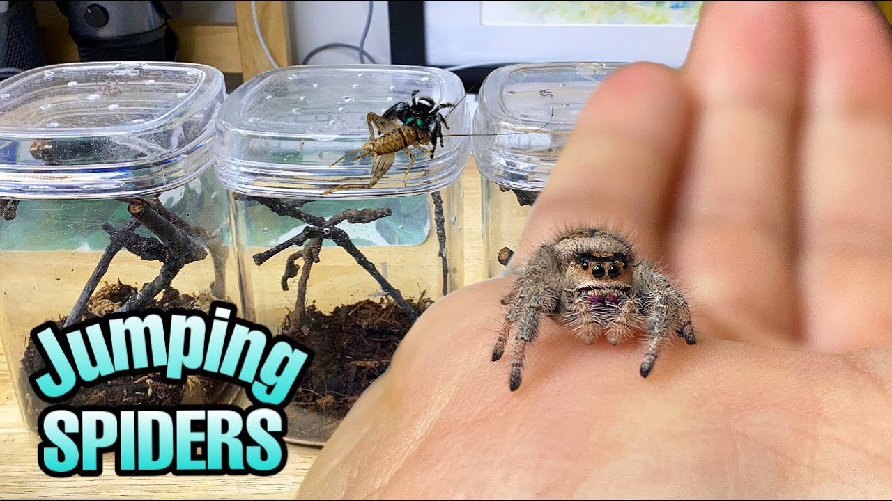 Кормлю своих очаровательных пауков-скакунов! Обновление Phidippus regius