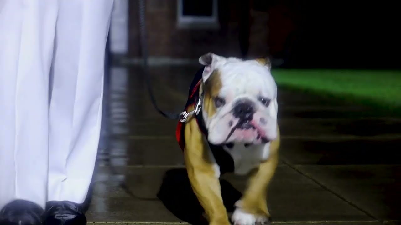 International Dog Day