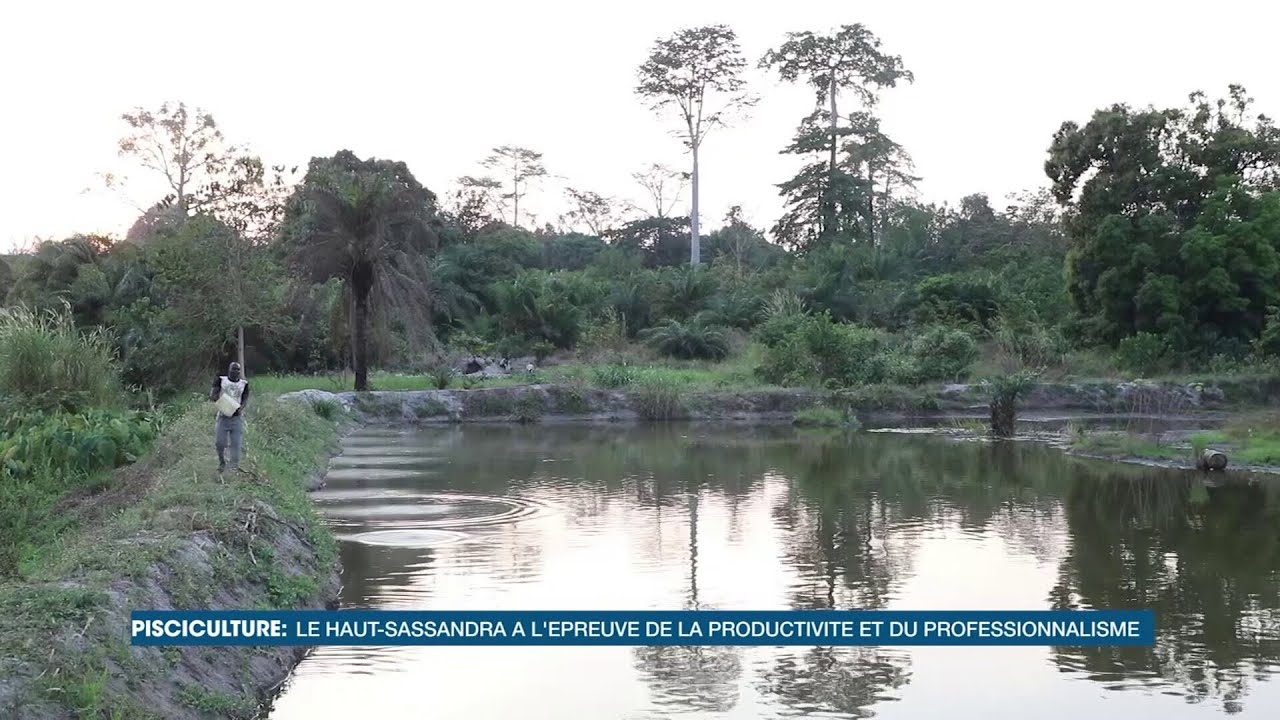 Le Haut Sassandra à l'épreuve de la productivité et du professionnalisme en matière de pisciculture