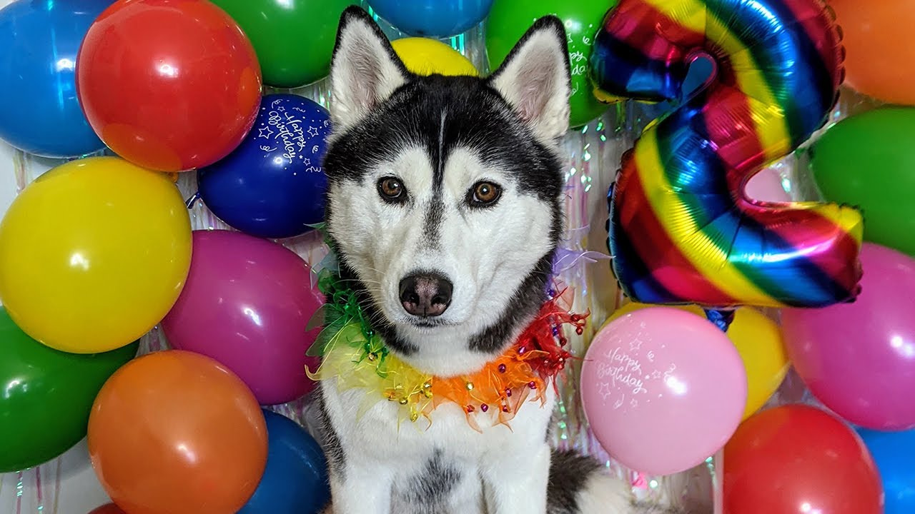 Happy 2nd Birthday to Kira the Husky!